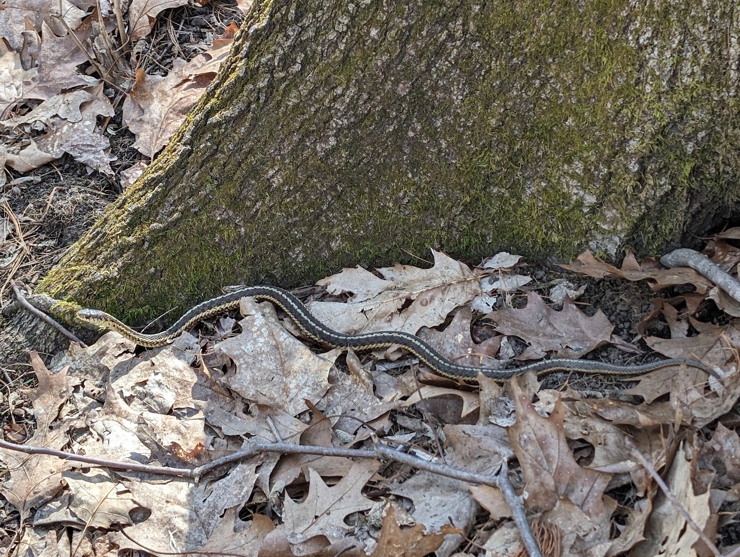 back yard garter snake